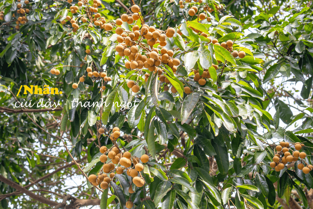 Miệt vườn cây trái luôn đầy ắp các loại quả tươi ngon theo mùa (Nguồn: Fanpage Khu du lịch sinh thái Thung Nham - Ninh Bình)